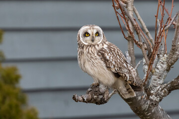 Short eared owl