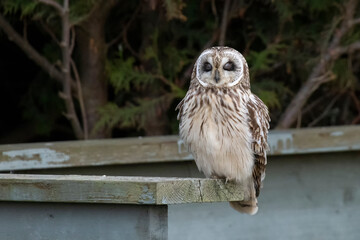 Short eared owl