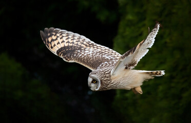 Short eared owl