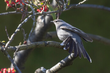 Townsends Solitaire bird