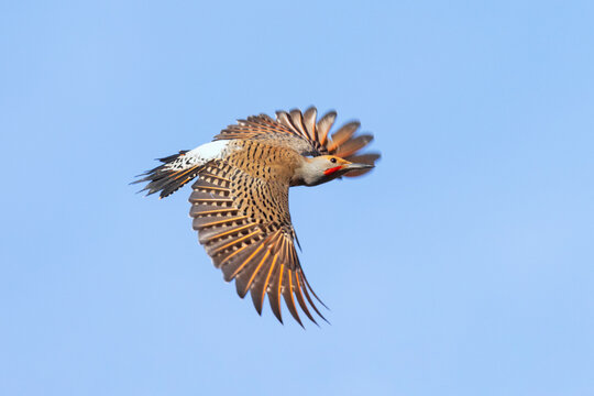 northern flicker woodpecker © Feng Yu