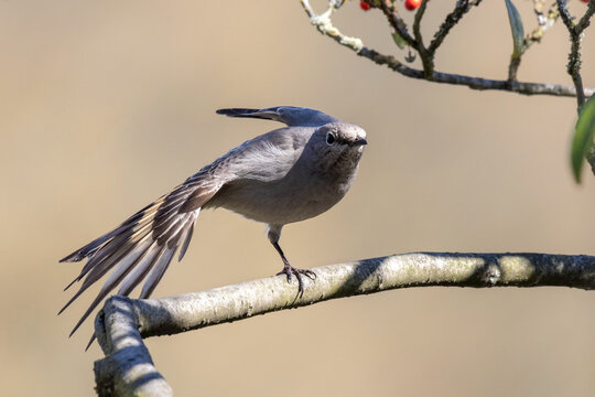 Townsends Solitaire Bird