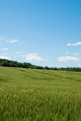 Obraz premium 夏の緑のムギ畑 