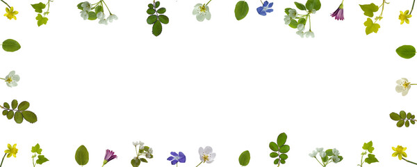 composizione di fiori e foglie su sfondo bianco © Franco Tognarini