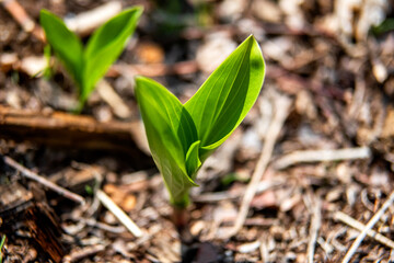 the beautiful wild flower in the spring garden.