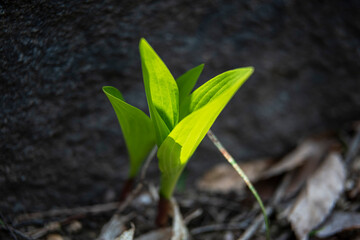 the beautiful wild flower in the spring garden.