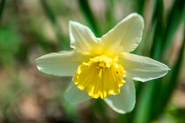The beautiful Daffodil flower in the spring garden.