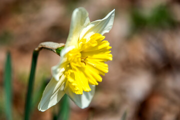 The beautiful Daffodil flower in the spring garden.