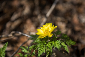 the beautiful wild flower in the spring garden.