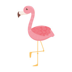 cute flamingo bird