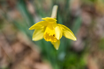 The beautiful Daffodil flower and stamen in the spring garden.

