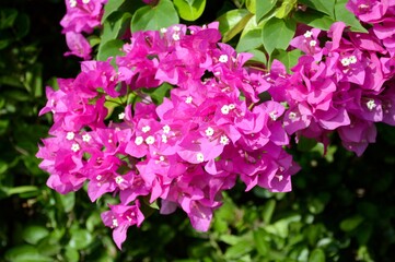 pink Bougainvillea flower in nature garden