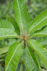 mango leaf in nature garden