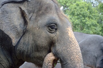 Fototapeta premium elephant in nature garden