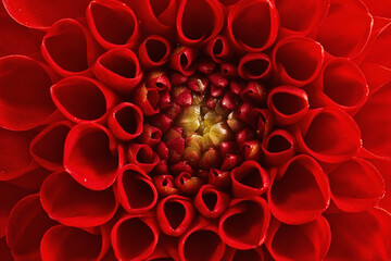 red dahlia flower close up