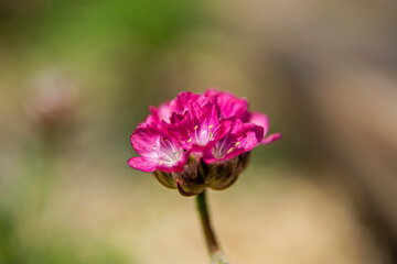 The beautiful wild flower in the spring garden.