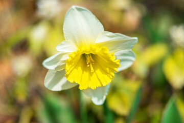 The beautiful Daffodil flower and stamen in the spring garden.

