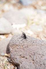 beetle with butt in the air