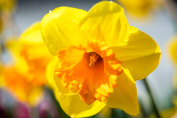 The beautiful Daffodil flower and stamen in the spring garden.

