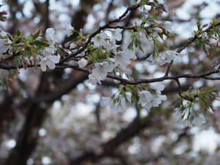 桜　長久保公園
2021/3/26　撮影