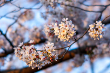 朝日に照らされる桜