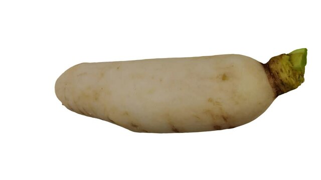 Realistic render of a spinning Daikon (White Japanese Radish) on white background. The video is seamlessly looping, and the 3D object is scanned from a real daikon.
