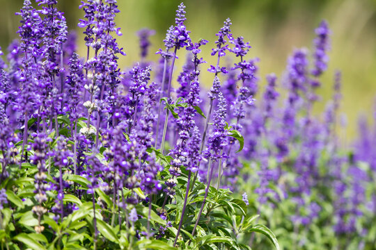 Beautiful blue Salvia(salvia farinacea) flower blooming in outdoor garden.Purple Salvia is herbal plant in the mint family.Botanical,natural,Herb and flower concept.Vivid shade.