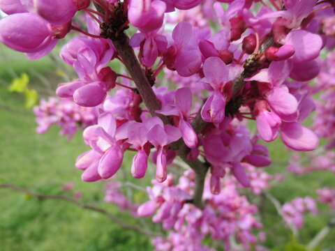 花蘇芳 Images Browse 116 Stock Photos Vectors And Video Adobe Stock