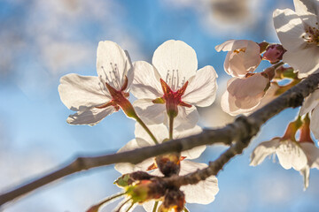 桜クローズアップ