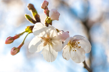 桜クローズアップ