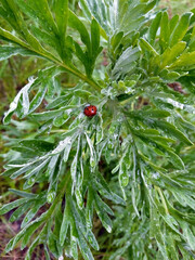 Wormwood leaves with water drops after rain. Purity and freshness of nature after a summer rain. Selective focus, summer rainy day. 