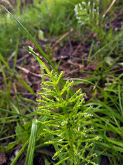 Young green shoots of horsetail with dew drops. Drops glisten in the rays of the rising sun, selective focus. 