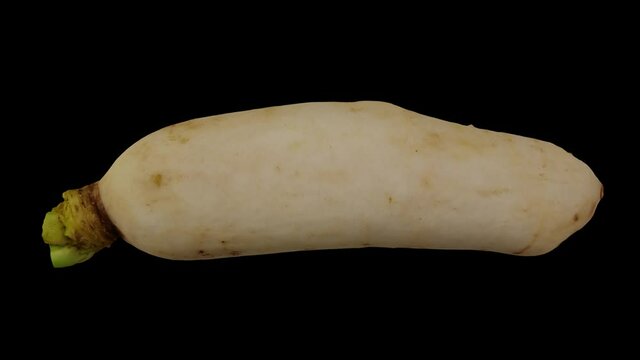 Realistic render of a rolling Daikon (White Japanese Radish) on black background. The video is seamlessly looping, and the 3D object is scanned from a real daikon.

