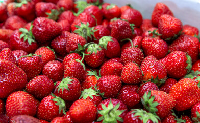 Vue en angle d'une grande quantité de fraises rouge récoltés en fin de saison
