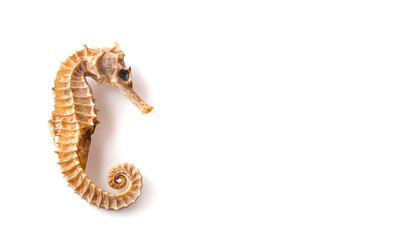 Dried seahorse isolated on white background. © sucharat
