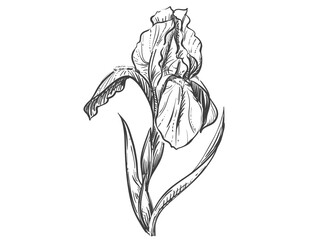 Detailed hand drawn black and white illustration of iris plant, leaf. sketch. Vector. Elements in graphic style label, card, sticker, menu, package.