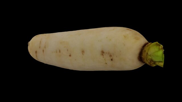 Realistic render of a rotating Daikon (White Japanese Radish) on black background. The video is seamlessly looping, and the 3D object is scanned from a real daikon.
