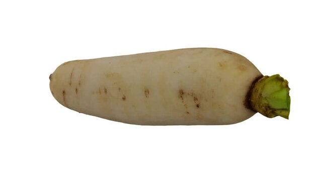 Realistic render of a rotating Daikon (White Japanese Radish) on white background. The video is seamlessly looping, and the 3D object is scanned from a real daikon.
