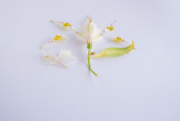 Pétalos de Lirio de Campo en composición botánica