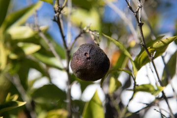 Rotten fruit on tree