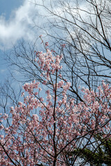 北陸で開花が始める染井吉野