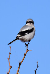 a cute but vicious loggerhead shrike perched on a tree on a sunny winter day along the quebradas backcountry scenic byway near socorro, in central new mexico 