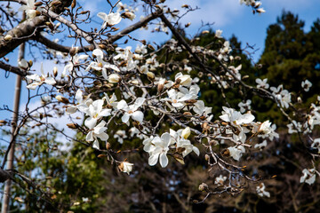 林業試験場樹木公園駐車場のコブシ