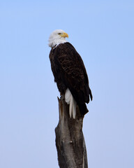 a  magnificent bald eagle on a sunny winter day perched atop a dead cottonwood tree in a pond in the bosque del apache national wildlife refuge near socorro, new mexico