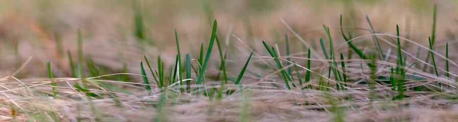panoramic view of sprout from the dry grass in early spring. panoramic view of Fresh green sprouts. Fresh green sprouts in soil	