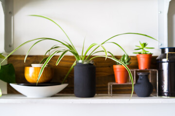 Blurry indoor plants in different shape pots on the white shelf. Scandinavian hipster home decoration