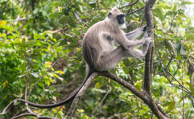 Tufted gray langur monkey in a jungle in Sri Lanka © Rex Wholster