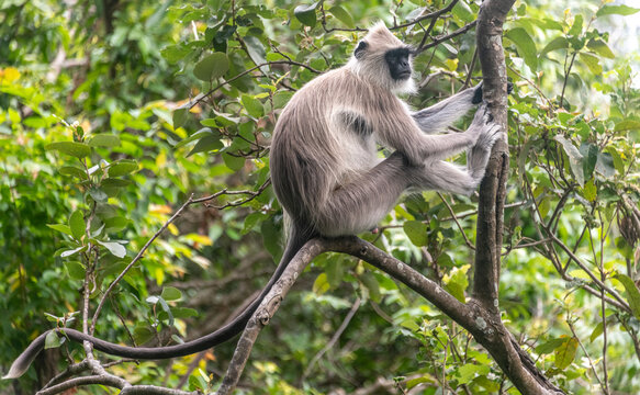 Tufted gray langur monkey in a jungle in Sri Lanka