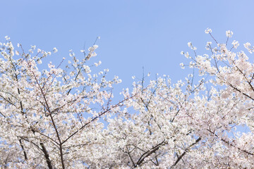 Beautiful floral spring abstract background of nature. Branches of blossoming cherry with selective focus. Banner For easter and spring greeting cards with copy space