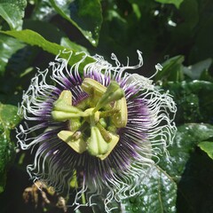 close up of a tropical flower